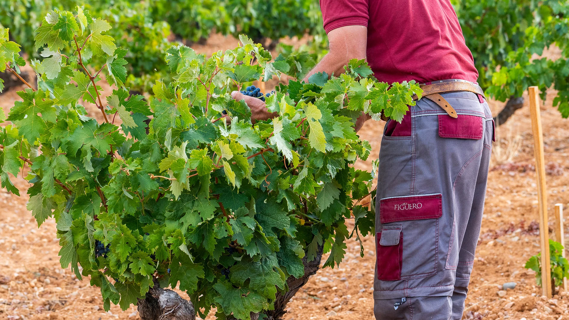 Viñas de Figuero