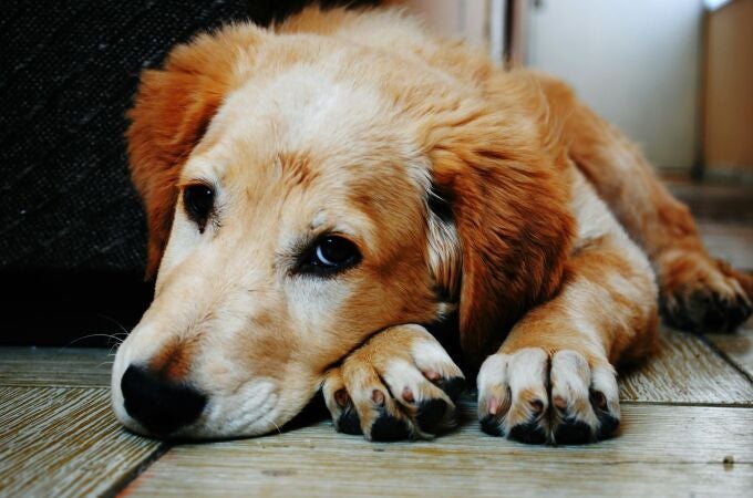 ¿Cada cuanto debe salir a pasear un perro? Algunos lo sacan más de la cuenta, estas son sus necesidades
