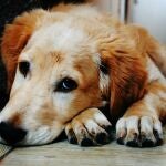 ¿Cada cuanto debe salir a pasear un perro? Algunos lo sacan más de la cuenta, estas son sus necesidades