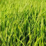 Cómo resembrar el césped este otoño para tener un jardín más saludable en primavera