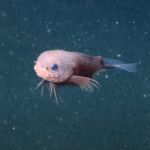 Los científicos graban una nueva especie de pez y cuesta creer que no sea un Pokémon