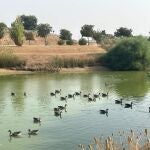 Aves en el parque del Tamarguillo, en Sevilla, afectado por un brote de gripe aviar