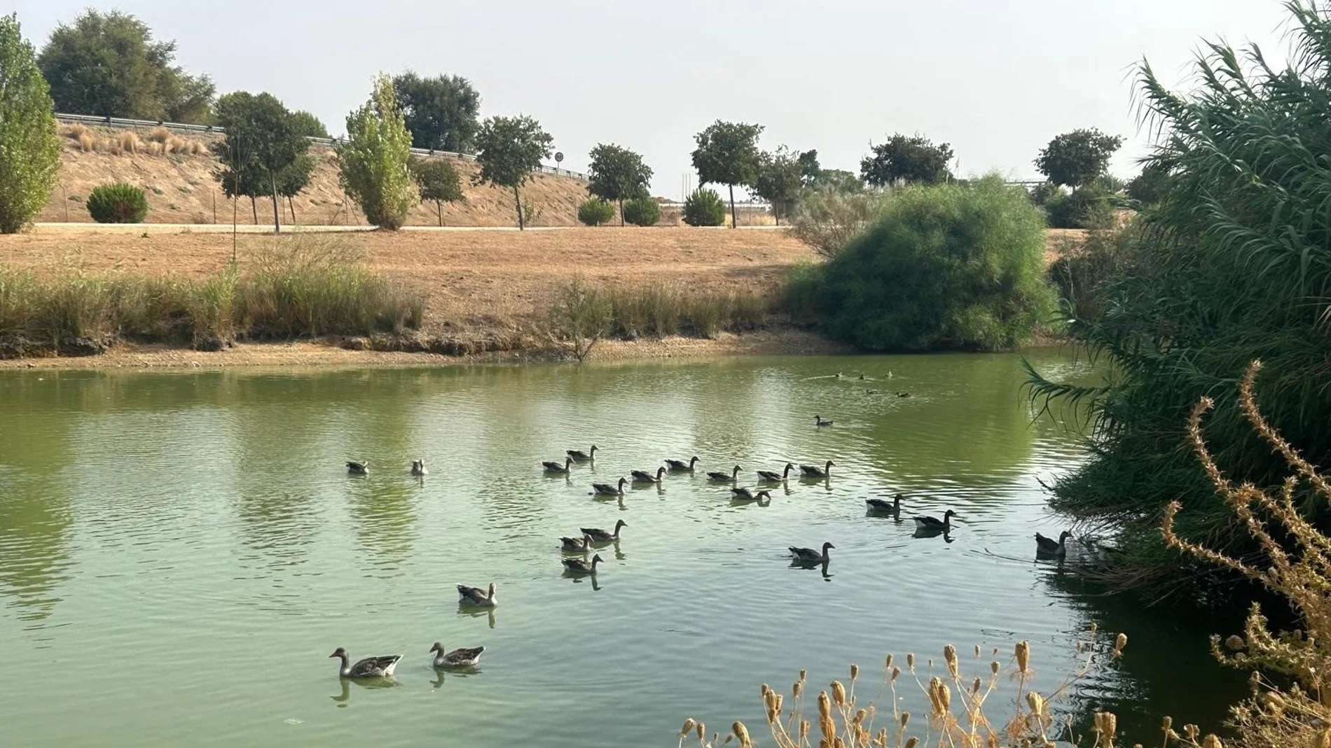 Aves en el parque del Tamarguillo, en Sevilla, afectado por un brote de gripe aviar