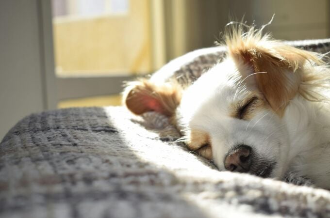 ¿Qué es la ansiedad por separación? Esto está poniendo muy triste a tu perro y quizás no lo sabes