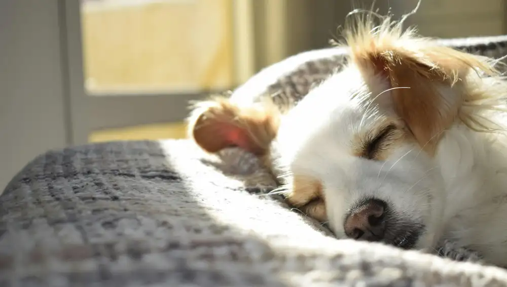 ¿Qué es la ansiedad por separación? Esto está poniendo muy triste a tu perro y quizás no lo sabes
