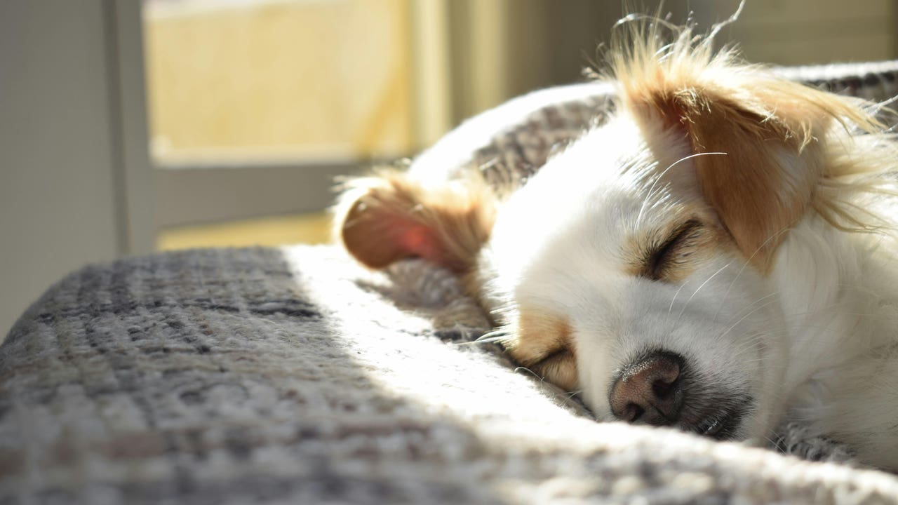 ¿Qué es la ansiedad por separación? Esto está poniendo muy triste a tu perro y quizás no lo sabes