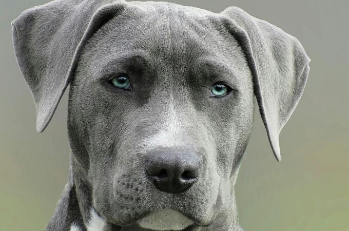 ¿Por qué ladra mi perro? Este es el truco para tranquilizarlo y entenderlo