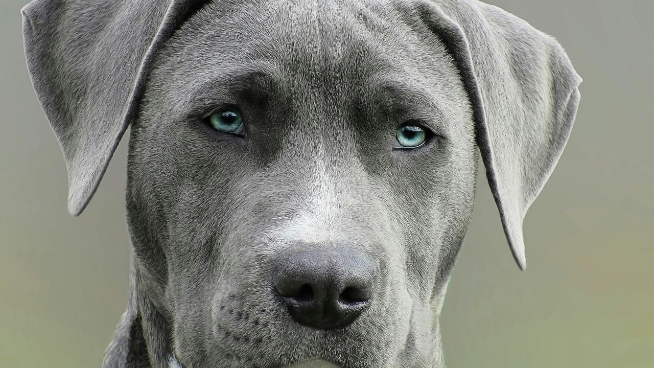 ¿Por qué ladra mi perro? Este es el truco para tranquilizarlo y entenderlo