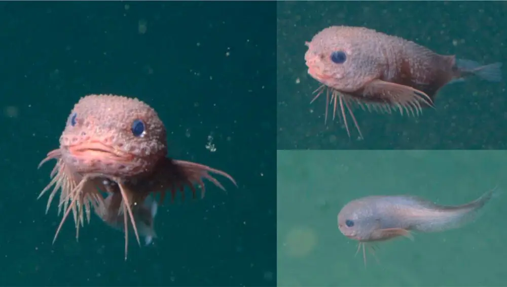 El Careproctus colliculi visto en su hábitat a 3.263 m en la Bahía de Monterey. Imagen de MBARI / Ichthyology & Herpetology.