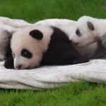 El bebé de panda gigante gris hace su primera aparición en público
