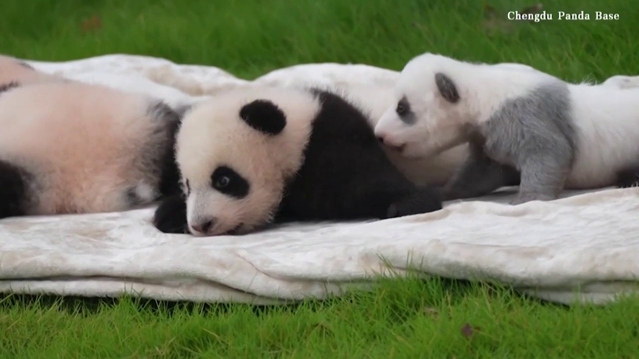 El bebé de panda gigante gris hace su primera aparición en público