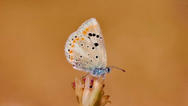 La mariposa "Azul del Atlas" tiene el genoma multicelular animal con más cromosomas