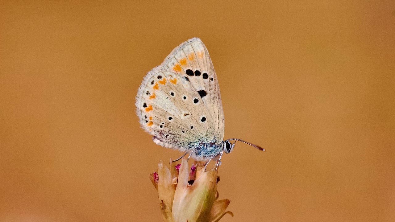 Este tipo de mariposa es la que más cromosomas tiene de todo el reino animal
