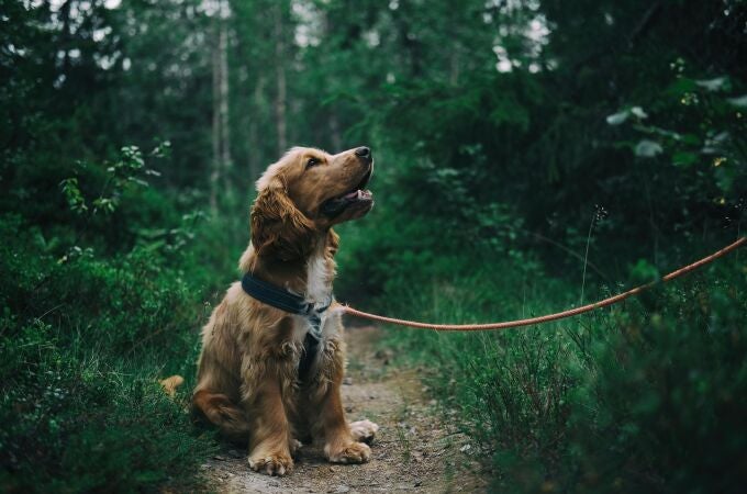 ¿Collar o arnés, qué es lo mejor para mi perro? Pocos lo saben, pero es muy importante saber elegir