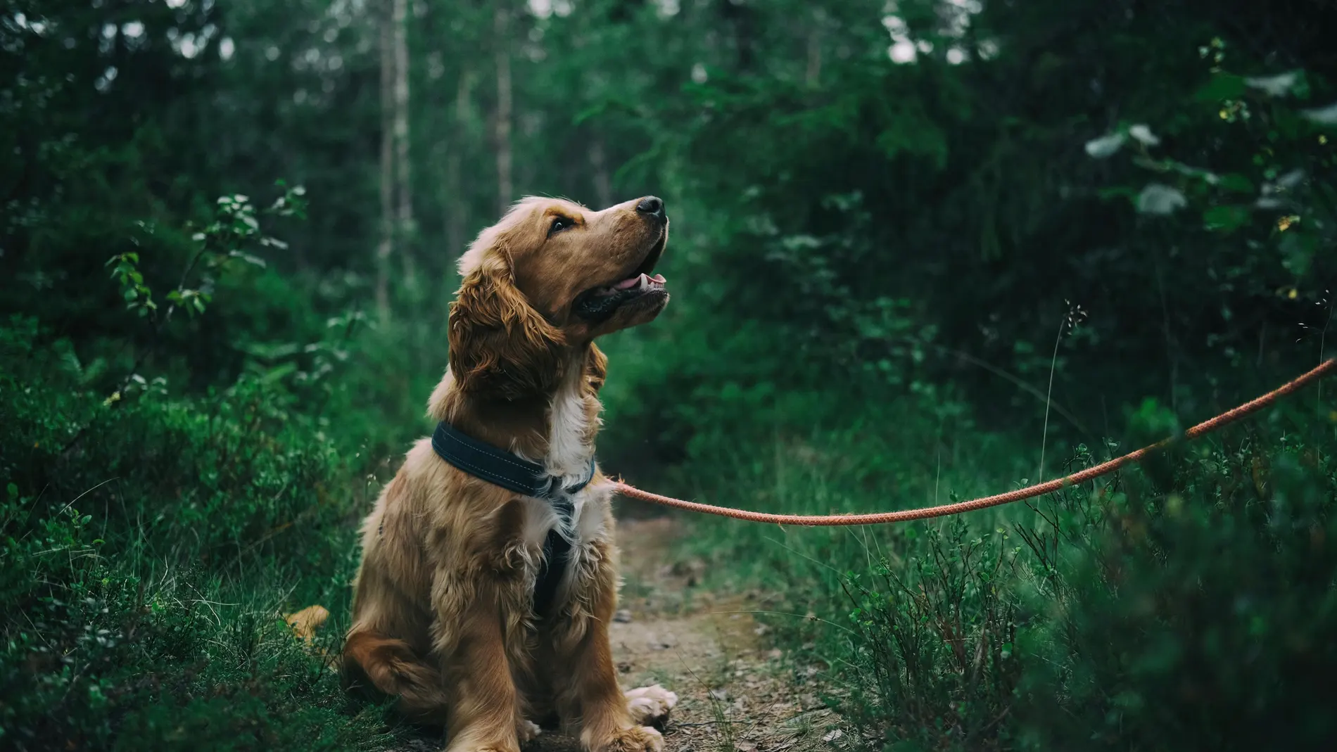 ¿Collar o arnés, qué es lo mejor para mi perro? Pocos lo saben, pero es muy importante saber elegir