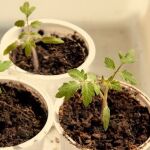 La planta que puede crecer incluso en el envase de un yogur: da frutos todo el año