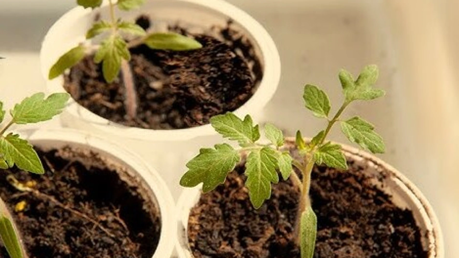 La planta que puede crecer incluso en el envase de un yogur: da frutos todo el año