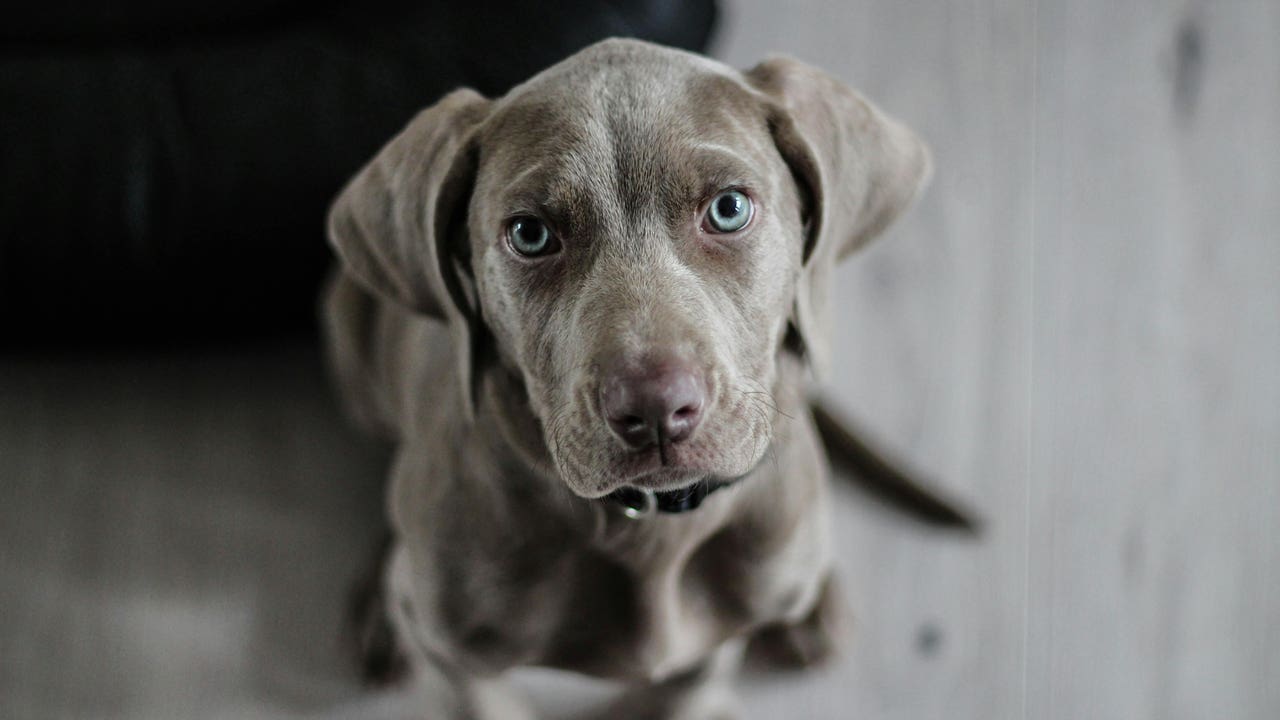 El truco definitivo para saber si tu perro tiene estrés