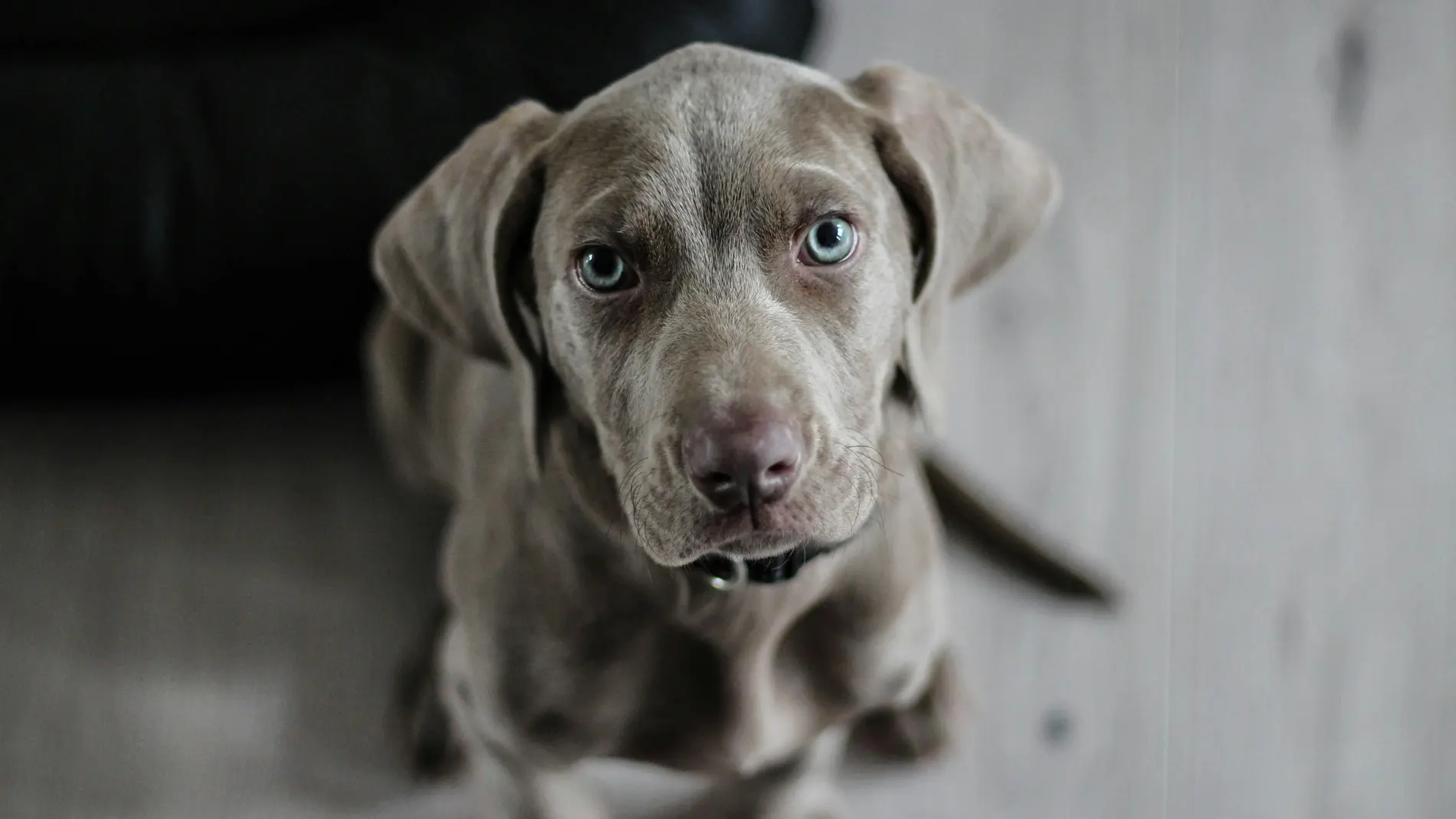 El truco definitivo para saber si tu perro tiene estrés