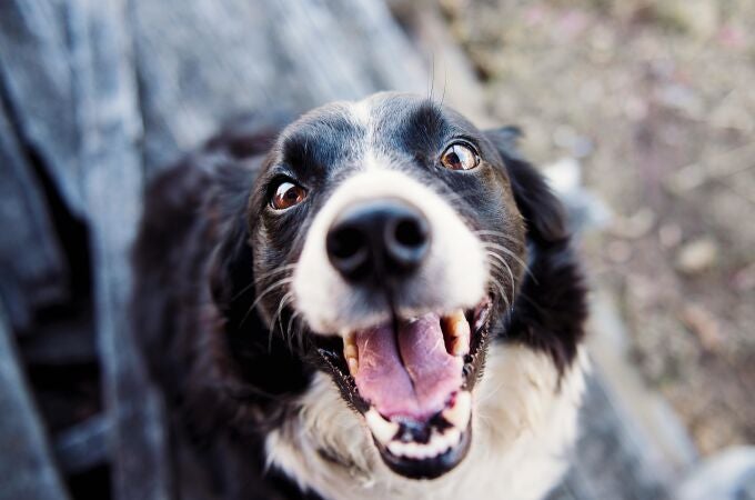 ¿Cómo se sabe si un perro está en su peso ideal? Este es el truco secreto para detectarlo al instante
