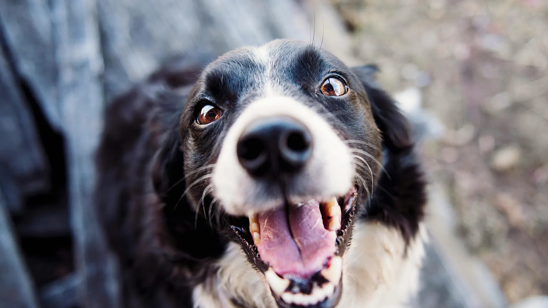¿Cómo se sabe si un perro está en su peso ideal? Este es el truco secreto para detectarlo al instante