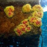 El coral invasor del Pac&iacute;fico resiste al cambio clim&aacute;tico y amenaza las aguas de Canarias, seg&uacute;n un estudio de la ULL