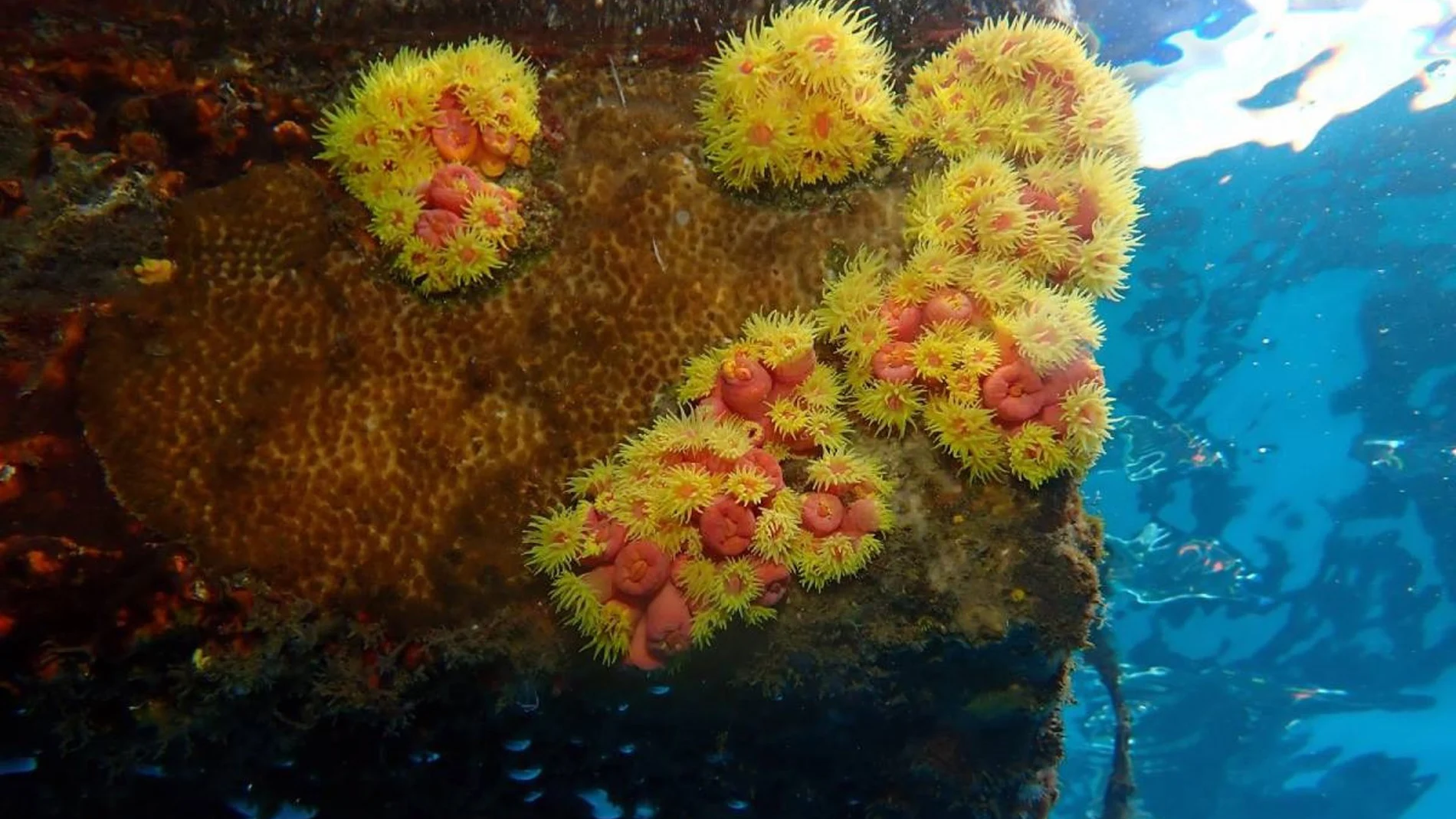 El coral invasor del Pacífico resiste al cambio climático y amenaza las aguas de Canarias, según un estudio de la ULL