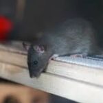 Presencia de ratas