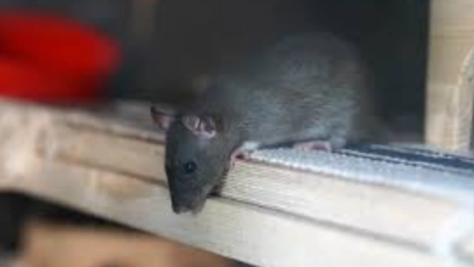 Presencia de ratas