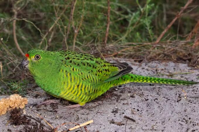 Una ave rara y hermosa, que se creía extinta, es redescubierta después de 100 años sin avistamientos