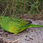 Una ave rara y hermosa, que se creía extinta, es redescubierta después de 100 años sin avistamientos