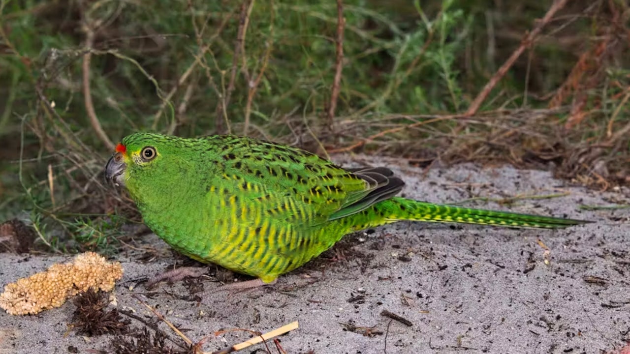 Una especie que se creía extinta vuelve a aparecer: el ave estuvo más de 100 años sin verse