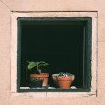 Plantas en la ventana