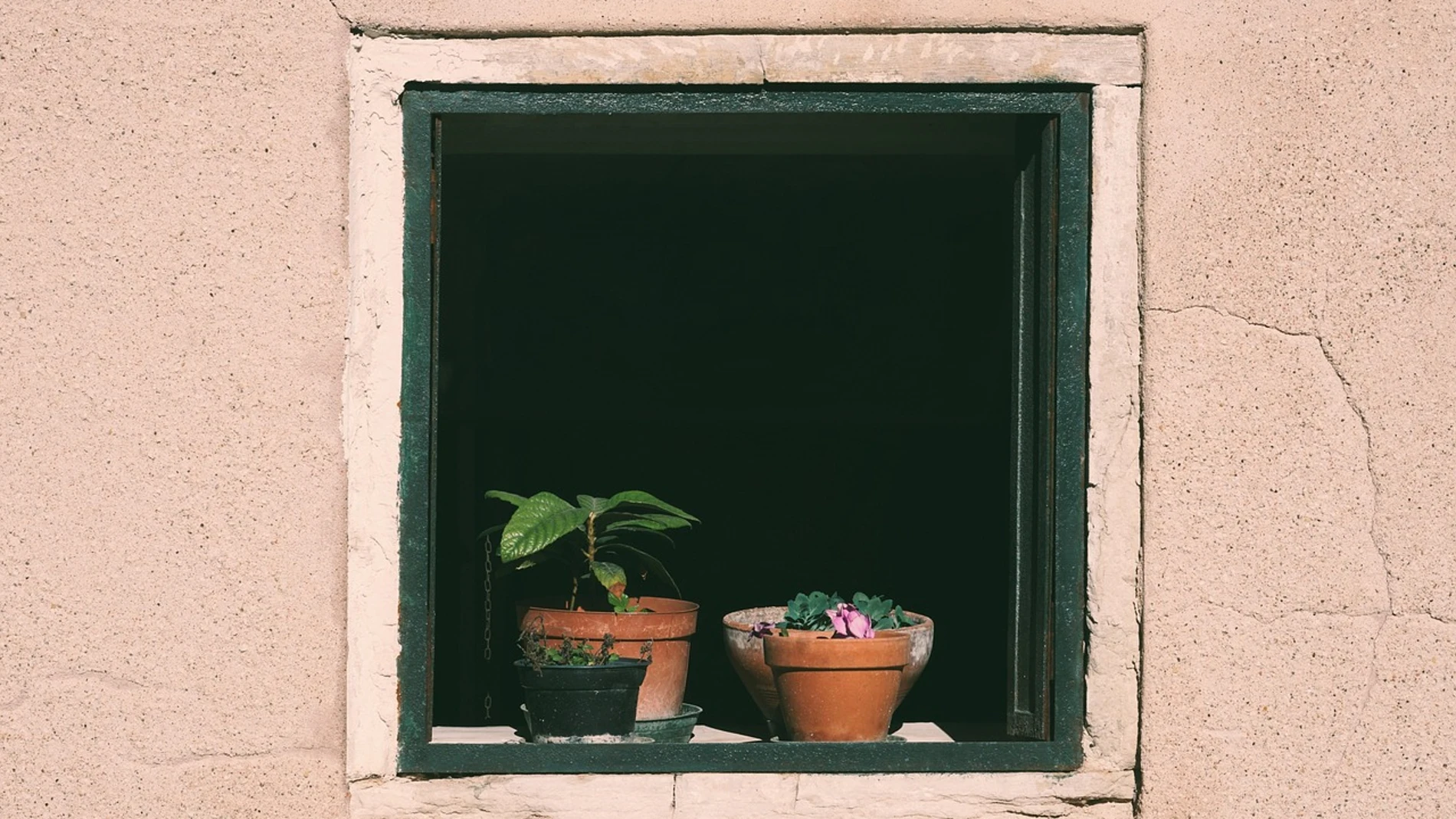 Plantas en la ventana