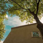 ¿Puedo cortar el árbol de mi vecino si está bloqueando la luz natural?