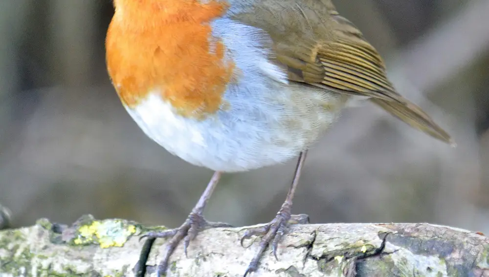 Las aves según tu fecha de nacimiento