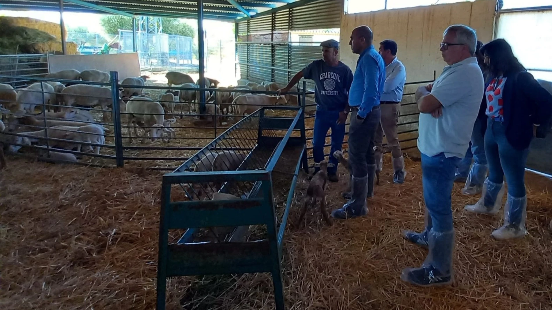 El delegado de Agricultura de Almería visita una explotación ganadera afectada por lengua azul.