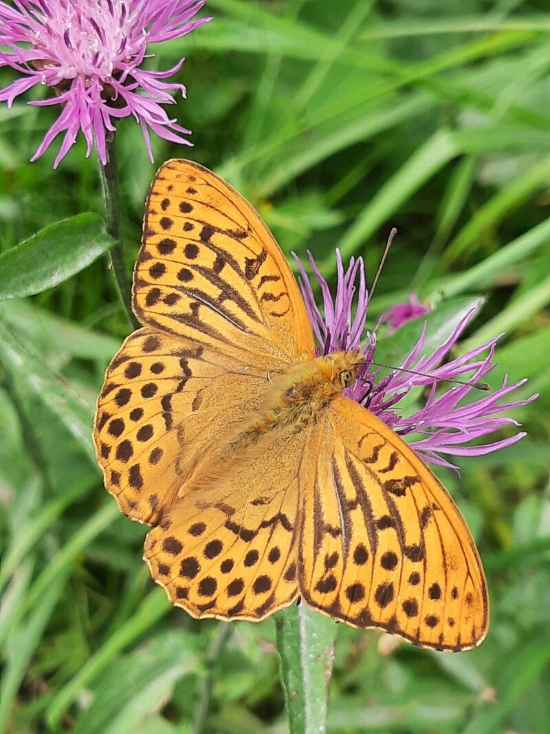 Una mariposa rara es vista por primera vez desde 1850 en el noreste de Inglaterra