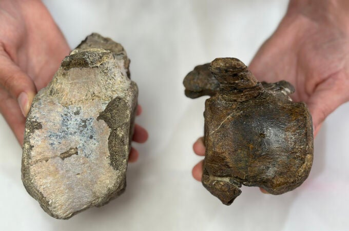 Descubren nuevos dinosaurios herbívoros del Jurásico Superior en Teruel y Valencia