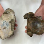 Descubren nuevos dinosaurios herbívoros del Jurásico Superior en Teruel y Valencia