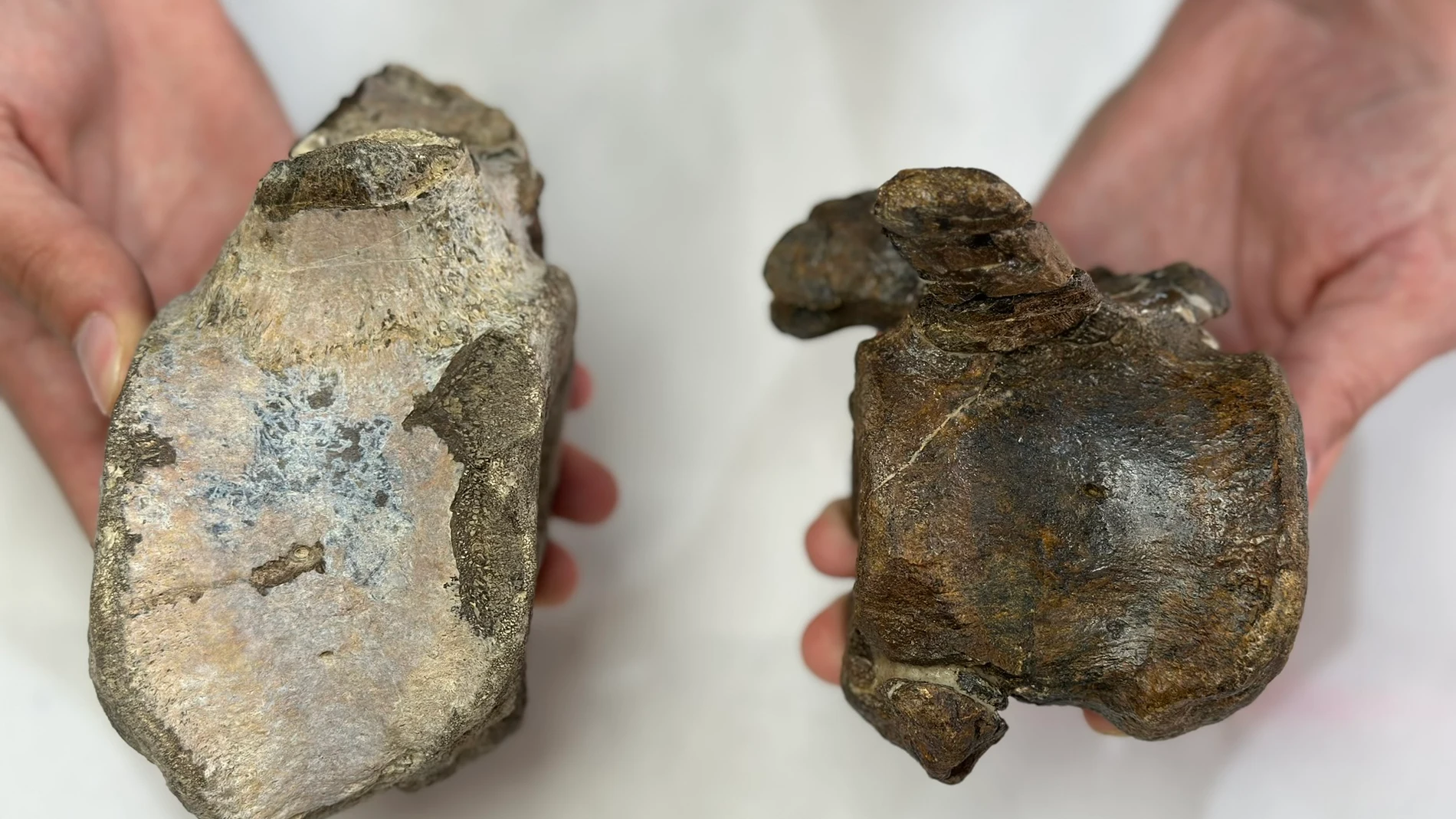 TERUEL, 16/09/2025.- Científicos de la Fundación Conjunto Paleontológico de Teruel-Dinópolis y del Museo Paleontológico de Alpuente han descubierto nuevos fósiles de dinosaurios herbívoros en yacimientos de Teruel y Valencia, que pertenecen al Jurásico Superior, hace unos 150 millones de años. EFE/ Fundación Dinópolis