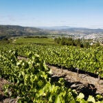 Tres denominaciones de origen que explican el alma vinícola de Galicia