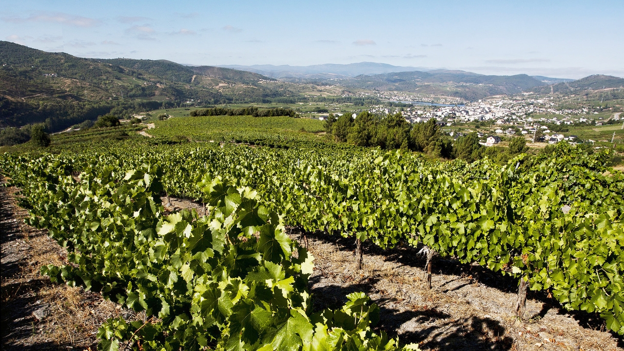 Tres denominaciones de origen que explican el alma vinícola de Galicia