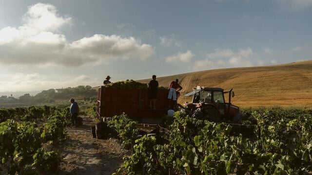 Máquinas vendimiando uva en una viña del Marco de Jerez