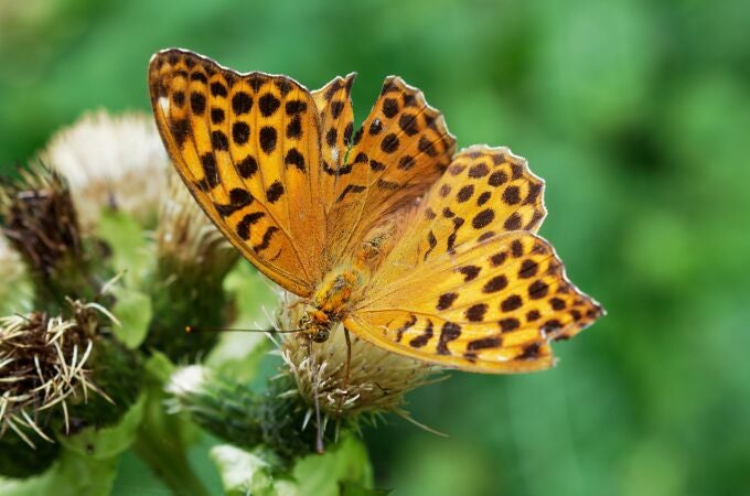 Una mariposa rara es vista por primera vez desde 1850 en Inglaterra