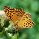 Una mariposa rara es vista por primera vez desde 1850 en Inglaterra