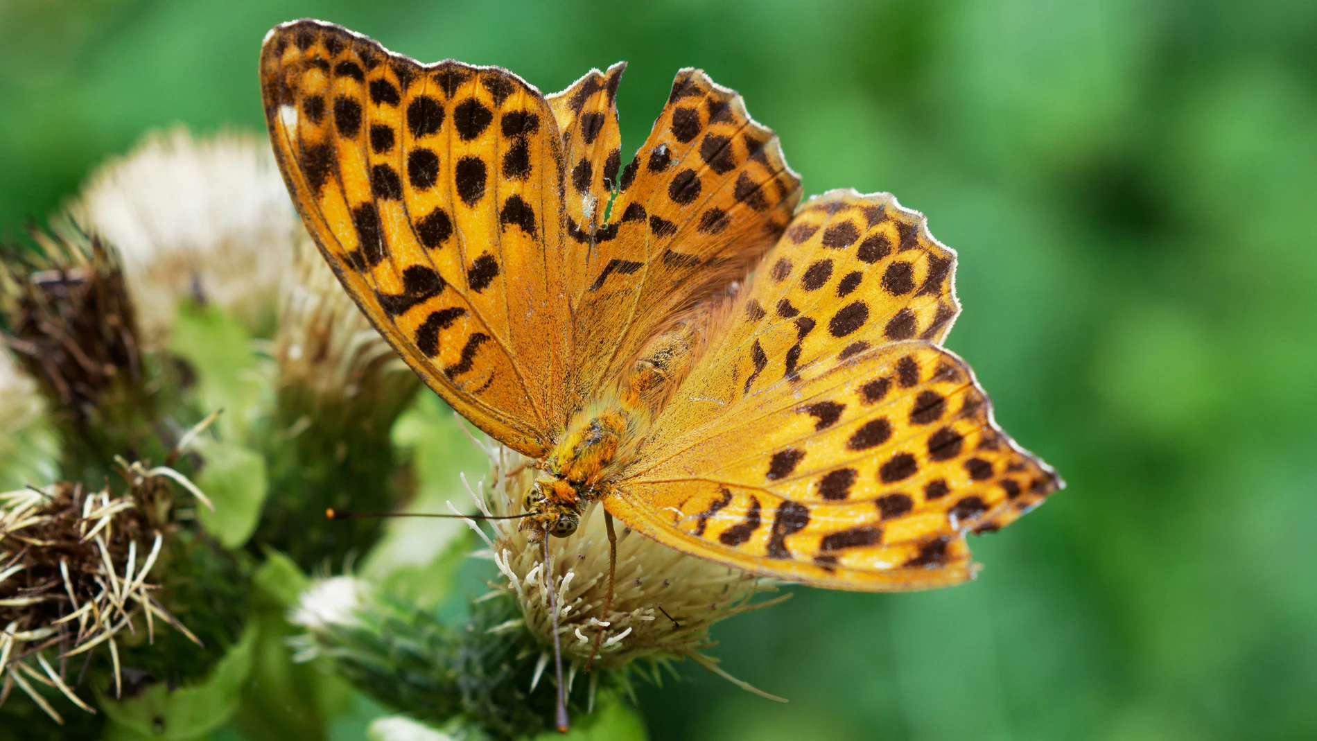 Una mariposa rara es vista por primera vez desde 1850 en Inglaterra