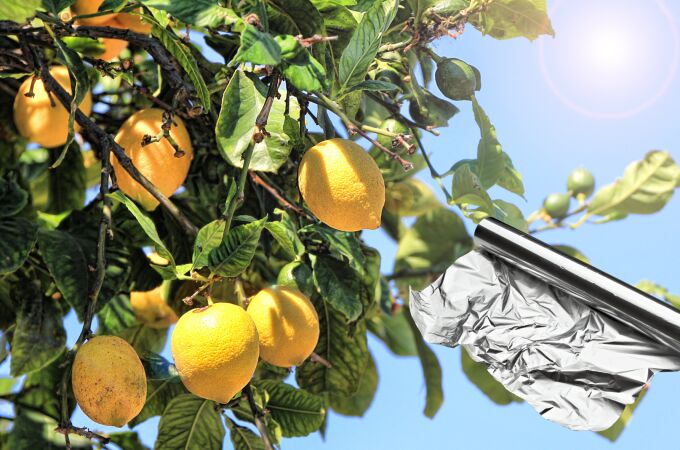 El truco que pocos conocen: por qué poner papel aluminio en tu limonero mejora su salud