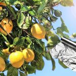 El truco que pocos conocen: por qué poner papel aluminio en tu limonero mejora su salud