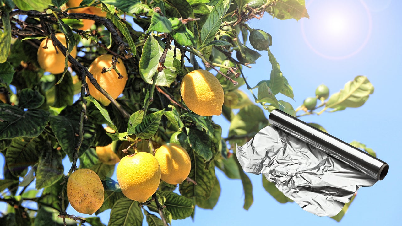 El truco que pocos conocen: por qué poner papel aluminio en tu limonero mejora su salud